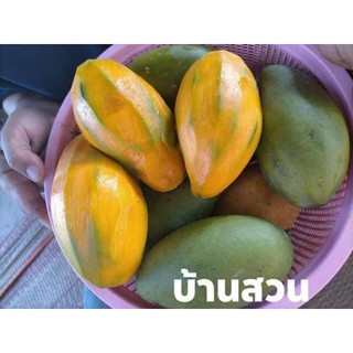 ต้นมะม่วงทองดำ #บ้านสวนพันธุ์ไม้