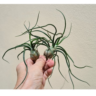 ทิลแลนด์เซีย บัลโบซ่า  (Tillandsia bulbosa ) สับปะรดสี สับปะรดอากาศ ไม้รากอากาศ