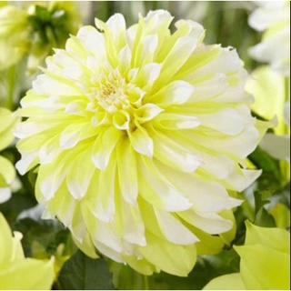 1 หัว/ออเดอร์ รักเร่ Dahlia สายพันธุ์ Hollyhill Lemon Ice หัวรักเร่