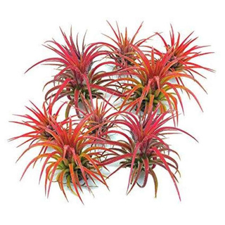 Tillandsia Ionantha Fuego ทิลแลนเซีย ไม้รากอากาศ ไม้ประดับ ไม้แขวน สวนแนวตั้ง ต้นไม้แปลก ประดับ ตกแต่งสวนหรือคอนโด