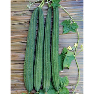 Patola Tagalog Seeds-เมล็ดพืชสร้อยข้อมือ/มะละกอ/แม่และเด็ก/เสื้อ/กางเกง/หมวก/แอปเปิ้ล/ผู้ชาย/กระโปรง/คื่นฉ่าย/ KRMU