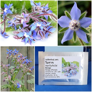 เมล็ดพันธุ์ โบราจ (ดอกใบกินได้) (Borage Seed) บรรจุ 100 เมล็ด คุณภาพดี ราคาถูก ของแท้ 100%