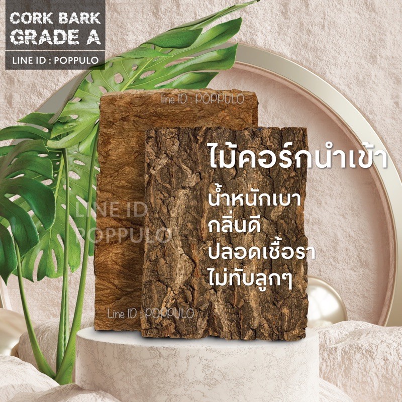 เปลือกไม้คอร์ก Cork Bark isopod เปลือกไม้ Cork ไอโซพอต ไอโซพอด isopods
