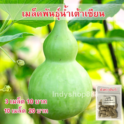 เมล็ดพันธุ์ น้ำเต้าเซียน คัดพิเศษ ปลูกต่อได้ 10 แถม 1 คละได้ ]