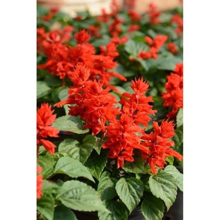 เมล็ด ซัลเวีย สีแดง Salvia บรรจุ 15 เมล็ด ของแท้ นำเข้า