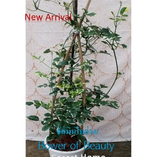 ต้นจัสมินใบด่าง/จัสมินออสเตรเลีย/แพนโดเรีย/Bower of Beauty/Bower Plant/Bower Vine#ไม้ด่างใบสวย