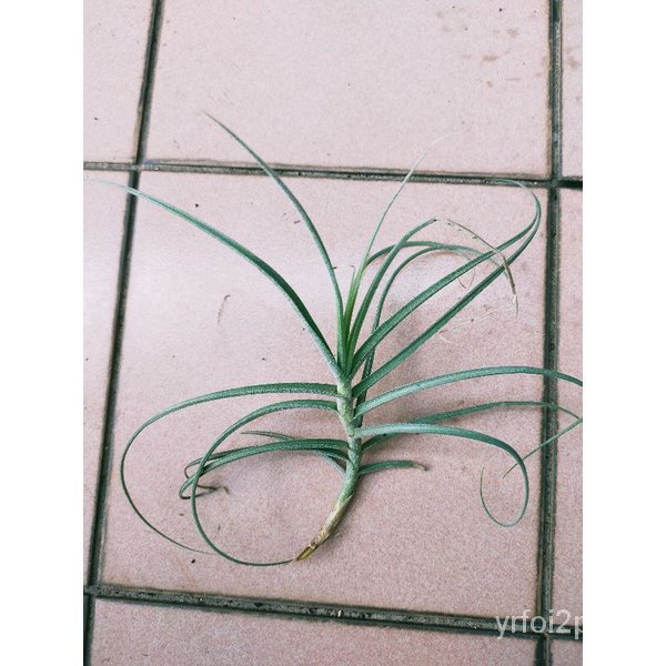 Tillandsia Wonga (mallemontii x duratii) Air plant花园/芹菜/儿童/园艺/内裤/香菜/上衣/头饰/seeds/裙子/ 9OUT