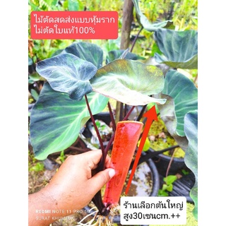 แบล็คมาร์เบิล (ต้ดสด) Colocasia Black Marble