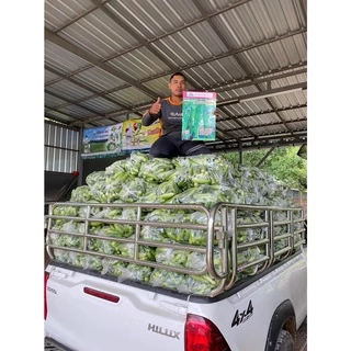 เมล็ดพันธุ์แตงกวา แตงกวา มรกตโกลด์ ตราตะวันต้นกล้า ลอตใหม่ล่าสุด