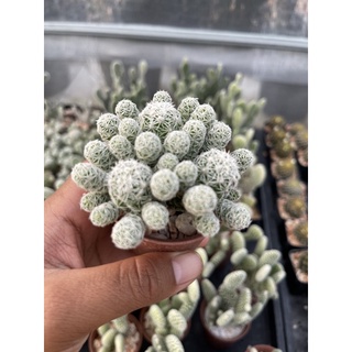 ต้นกระบองเพชร แมมตุ๊กตาญี่ปุ่น Vetula gracilis#mammillaria #แมมมิลาเรีย #cactus