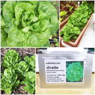 เมล็ด ขายดี/เมล็ดพันธุ์ ผักสลัด บัตเตอร์คลั้น (Buttercrunch Lettuce Seed) บรรจุ 1000 เมล็ด คุณภ/ขายดี พันธุ์ อินทรีย์ HA