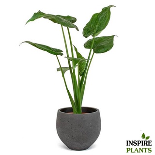 INSPIRE PLANTS (NN) , Alocasia cucullata นางกวักใบโพธิ์ ส่งพร้อมกระถาง 4 นิ้ว