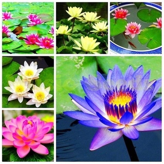 7 เมล็ด เมล็ดบัว คละสี ดอกใหญ่ สายพันธุ์เมล็ดบัว ดอกบัว Lotus seeds