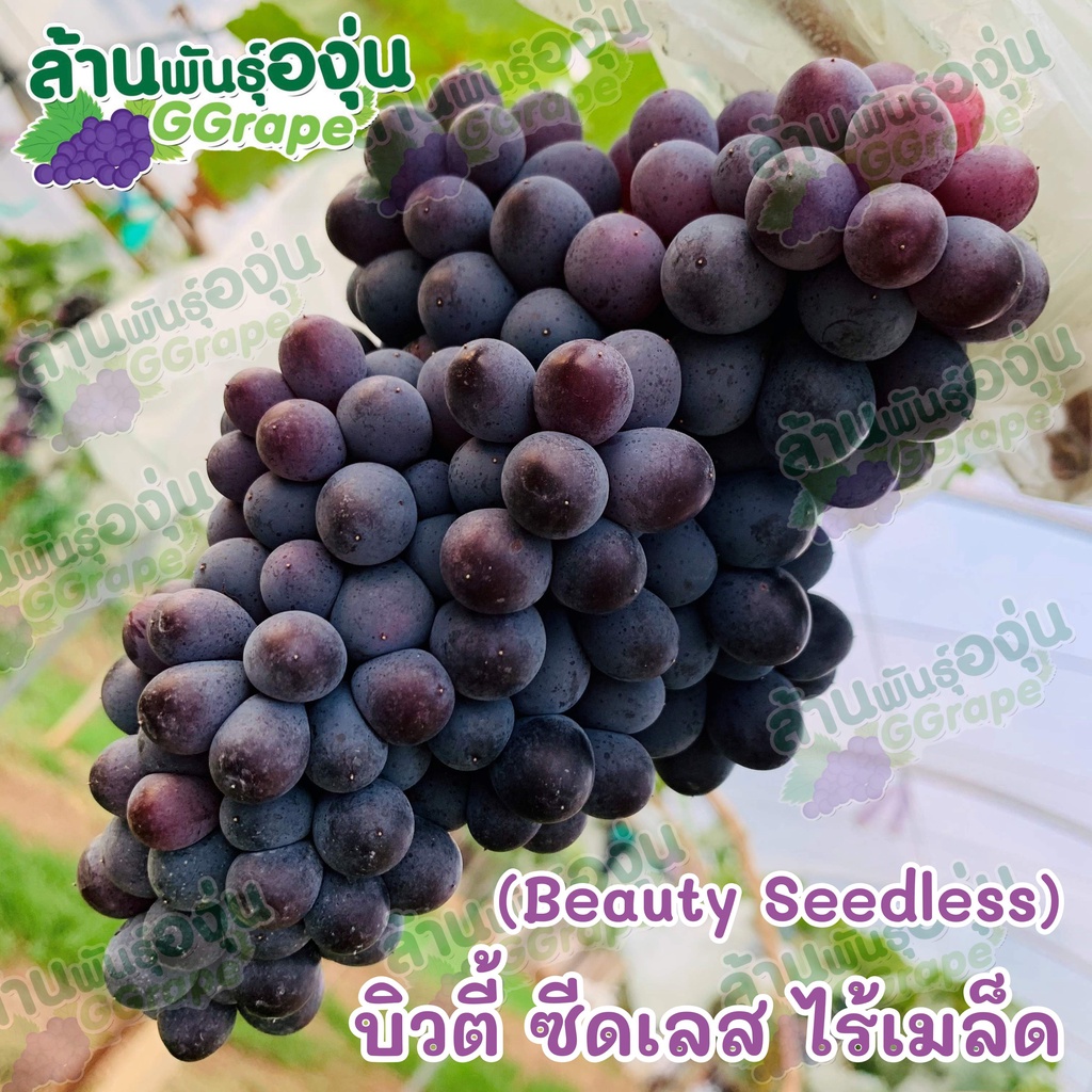 ต้นพันธุ์องุ่น แบบตอปัก "บิวตี้ ซีดเลส" ไร้เมล็ด (Beauty Seedless)