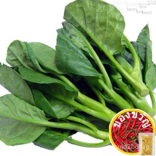 เมล็ดพันธุ์ไคแลน (Kailan seeds) repack seeds U5D9