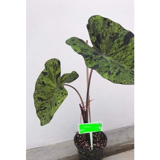 HK Garden (ชำมีรากเเล้ว) บอน โมจิโต้ Colocasia Mojito แท้100% ลายดุมากทุกต้นจากต้นเเม่เดียวกัน บอนโคโลคาเซีย โมจิโต้