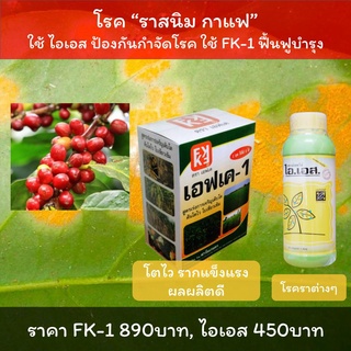 โรคราสนิมกาแฟ ใบไหม้ ใบจุด ราต่างๆ ใช้ ไอเอส1 หยุดโรค + FK-1 ฟื้นฟู เร่งโต สร้างภูมิฯ