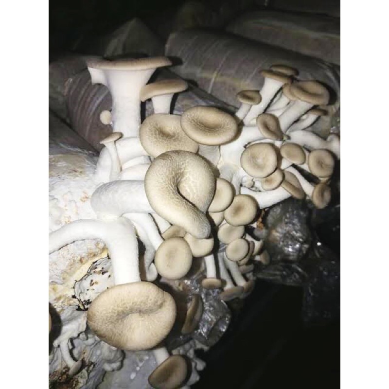 ก้อนเชื้อเห็ดขอนขาว ก้อน  30บาท