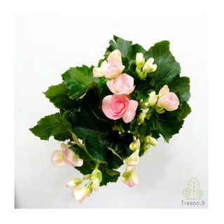 Treeno.9 T111 บิโกเนีย ดอกสีชมพูอ่อน (Begonia) กระถาง 5 นิ้ว สูง 30-35 cm. ไม้ประดับ ดอกไม้สวยงาม ไม้มงคล พุ่มใหญ่ (ต้นไม้)