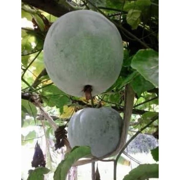 เมล็ดพันธุ์ฟักหอมหรือฟักป้อม (กลิ่นหอมเหมือนใบเตย) 20 เมล็ด 25 บาท เมล็ด พันธุ์ พื้นเมือง ทำแกงหอมอร่อย