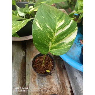 ต้น Epipremnum Pinnatum Variegated อิพิพรีนั่ม อิพิด่างขาว เหลือง  ตระกูลพลูด่างใบฉีก ฟอร์มไม้เลื้อยสวย กระถาง 5 นิ้ว