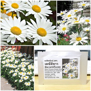 เมล็ดพันธุ์ ดอกเดซี่ สีขาว (Silver Princess Shasta Daisy Seed) คุณภาพดี ราคาถูก ของแท้ 100%
