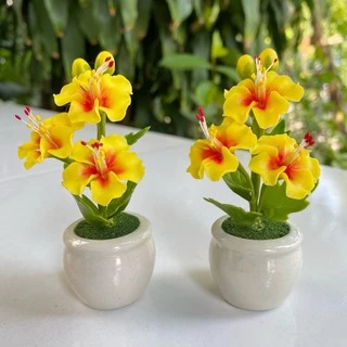 **พร้อมส่ง** ดอกชบาจิ๋ว ดอกชบาแดง ดอกชบาถวายพระพิฆเนศ **กระถางละ 50 บาทเท่านั้น !! **