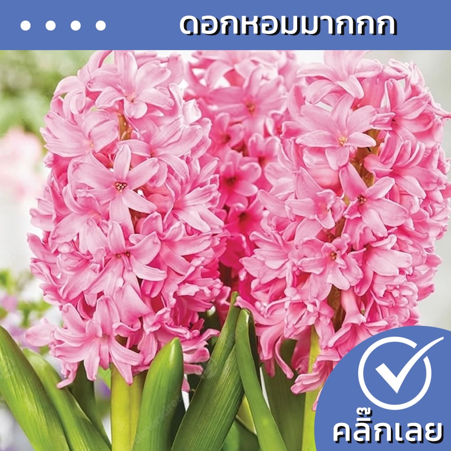 พร้อมส่ง หัวไฮยาซิน Pink Pearl ดอกสีชมพู Wanthai ขายหัวลิลลี่ ไฮยาซินธ์ ทิวลิป ต้นไม้ เมล็ด