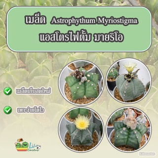 เฺมล็ดแคคตัส หมวกสังฆราช Astrophytum myriostigma แอสโตรไฟตั้ม มายริโอ 1 ซอง 50 เมล็ด