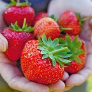 สตรอเบอรี่ยักษ์🍓ออสเตรเลีย🎯ถูกที่สุด10บ.📌เมล็ดพันธุ์สตรอเบอร…