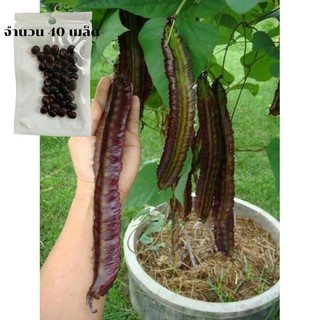 เมล็ดถั่วพูสีม่วง 40 เมล็ด 100 บาท