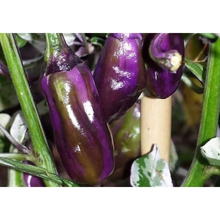 เมล็ดพันธุ์พริกด่าง เพอร์เพิลไทเกอร์ Purple Tiger Hot Pepper  เมล็ดพันธุ์แท้คุณภาพดี นำเข้าจากต่างประเทศ