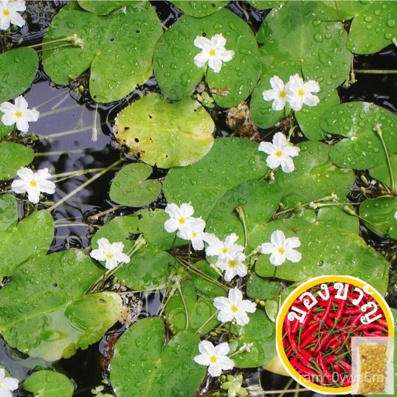 พืชสดจริงพืชดอกไม้ลอยกับดอกไม้สีขาว KIAMBANG น้ำเมล็ดผักกาดหอม seeds ANCT