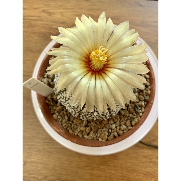 Cactus 🌵 Astrophytum asterias super (แคคตัส แอสโตร ซุปเปอร์ ไม้เมล็ด)