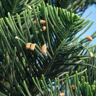 เมล็ดใหม่ 2025 เมล็ดสนฉัตร/สนฉัตรฮาวาย 5.5 กรัม / 30 กรัม Norfolk island pine**ศึกษาวิธีเพาะได้ในรายละเอียดสินค้า**