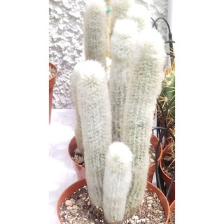 Austrocephalocereus dybowskii (10 seeds)