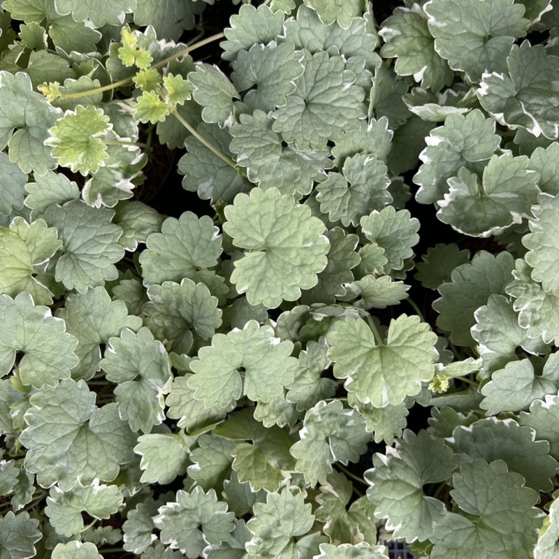 Ground ivy ไอวี่ดิน🌱  หูเสือด่าง 🐯 ไอวี่เลื้อย ต้นไม้แต่งบ้าน