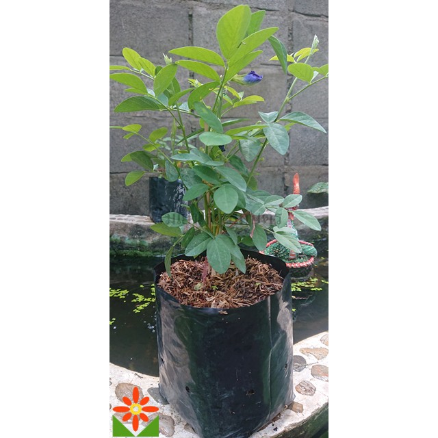 ต้นอัญชัน ดอกสีม่วง อัญชัน ดอกซ้อนใหญ่ พร้อมปลูก เมล็ดสามารถเก็บไปปลูกต่อได้คุ้มค่า - รูปที่ 2