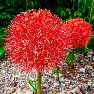 2 หัว/ชุด Blood Lily ว่านแสงอาทิตย์ ว่านกุมารทอง Haemanthus Multiflorus