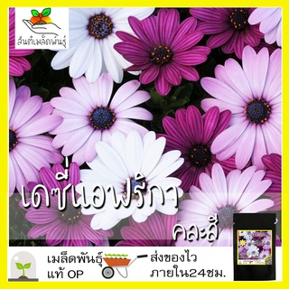 เมล็ดพันธุ์ เดซี่แอฟริกา คละสี 30 เมล็ด Mixed African Daisy (Osteospermum) เมล็ดพันธุ์แท้ นำเข้าจากต่างประเทศ โตไว