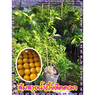 🍊ต้นพันธุ์ ส้มสายน้ำผึ้งแบบติดดอกแล้วพร้อมติดผล ต้นสูง 40-50 ซม. ส่งพร้อมถุงดิน เป็นต้นเสียบยอดติดดอกแล้ว พร้อมส่ง