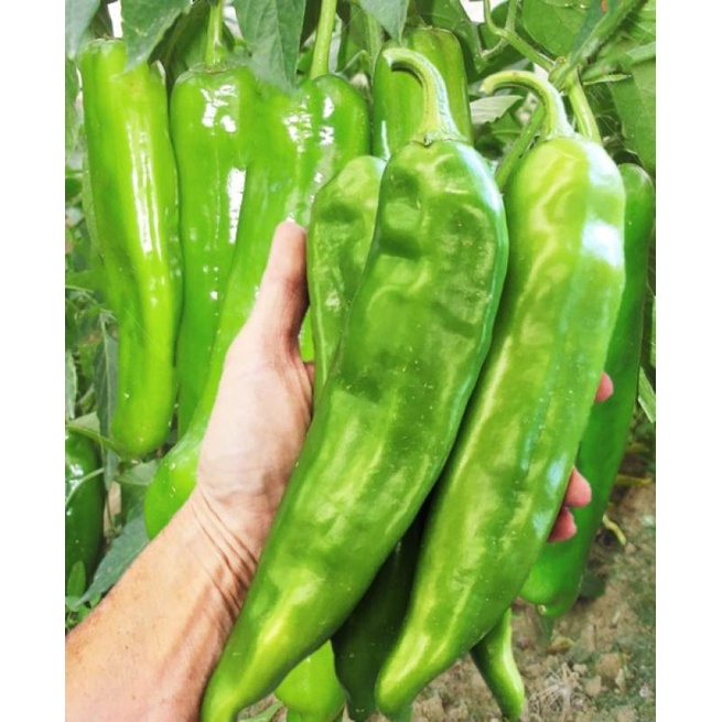 เมล็ดพันธุ์พริกชี้ฟ้าขนาดใหญ่ ผลยาวประมาณ 20 ซม สำหรับปลูก สายพันธุ์นำเข้าจากเซี่ยงไฮ้ประเทศจีน - รูปที่ 5