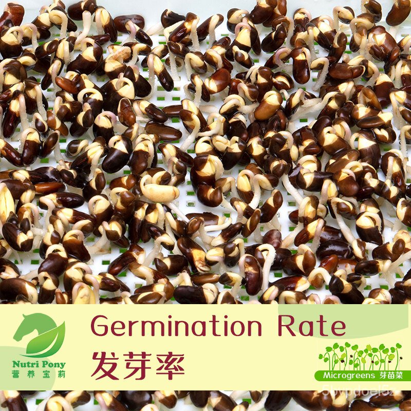 100 Grams Black Bean Microgreens Seeds ถั่วสีดำ芽苗菜เมล็ด Biji Benih Kacang Hitam Microgreen Seed Nutr