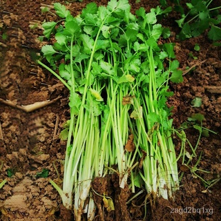 เมล็ดผักชีอินทรีย์ผักชีจีน/เมล็ดผักชี, เมล็ดผัก, การปลูก, พืชผัก, มรดกตกทอด, เมล็ดพันธุ์สมุนไพรคุณภาพสูง, เมล็ดปรุงรส, ไ