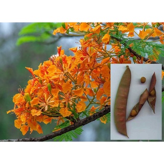 เมล็ดพันธุ์ หางนกยูงฝรั่ง 30 เมล็ด ดอกสีส้ม Flame Tree, Flamboyant, Royal Poinciana