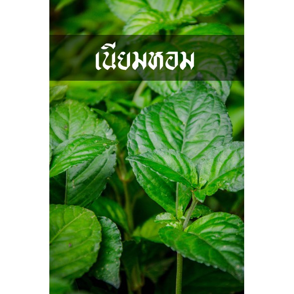 ต้นเนียมหอม เนียมหอม พุ่มใหญ่ๆ ใบแน่ๆ ชอบใหญ่ๆคุ้มๆ ทางเราจัดให้