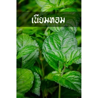 ต้นเนียมหอม ใบใหญ่ ใบดก รากเยอะ ปลูกได้เลย รึจะใช้ดองเลยก็เข้าที เนียมหอม หอมมาก