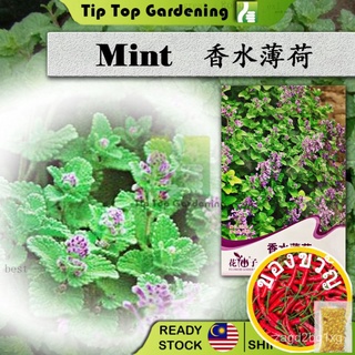 D044 MINT FLOWER GODDESS VEGETABLE FLOWER FRUIT HERB SEEDทานตะวัน/เด็ก/แอปเปิ้ล/กางเกง/สวน/กุหลาบ/มะละกอ/บุรุษ/​​กระโปรง