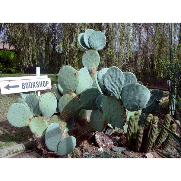 Opuntia Robusta) แคคตัสสายพันธุ์ยักษ์