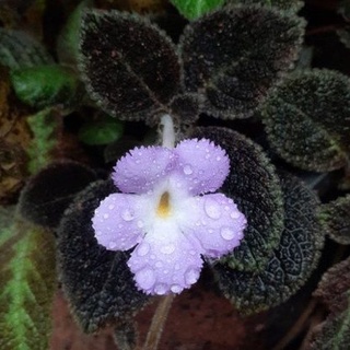 Episcia Chocolate Velour(ดอกสีม่วง กระถาง4นิ้วค่ะ)